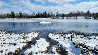 This Beautiful Pond was Loaded with Beaver 8 Catches [upl. by Burd192]