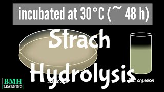 Strach Hydrolysis Test  Amylase Test [upl. by Arza]