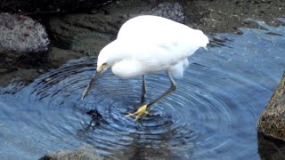 Snowy Egret foot paddling [upl. by Bennion914]