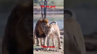 Lyon yo ap jwe lion animals youtubegrowth monetization canada usa france fyp viral foryou [upl. by Odericus]