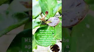 After wiping aphids off tips gardening tipsandtricks hoyacaretips growplants [upl. by Dari]