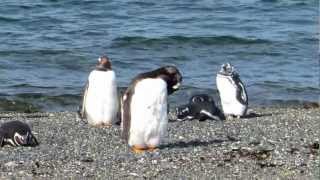 Walking With Penguins in Ushuaia Argentina [upl. by Assiluj]