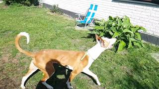 IBIZAN HOUND hunting birds [upl. by Nelle967]