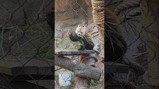 Red Panda Eating Bamboo shorts animals panda [upl. by Anitnemelc526]