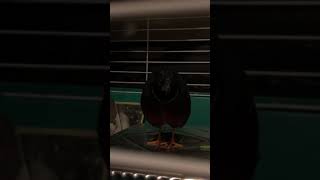 Button quail sounds [upl. by Kynan]