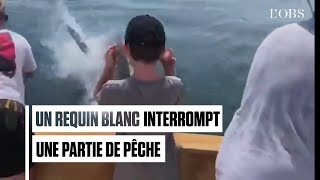 Quand un requin blanc interrompt une partie de pêche [upl. by Leontyne]