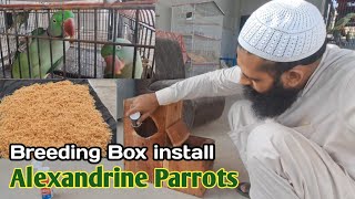 How to Install Breeding Box in Cage  Alexander parrot nest 💕 [upl. by Eruot]