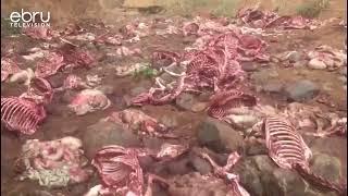 Residents of Ewaso Kedong in Kajiado West are alarmed by reports of donkeys being slaughtered [upl. by Atikim776]