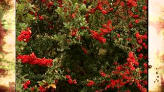 Pyracantha [upl. by Nawd604]