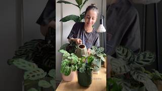 Prayer plant collection moving together  Satisfying Plant Timelapse houseplants calathea [upl. by Fan]