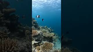 몰디브 피라미드 버터플라이피쉬 Maldives butterflyfish hemitaurichthys zoster Shorts [upl. by Urbannai788]