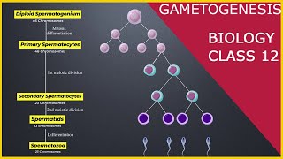 GAMETOGENESIS  Human Reproduction  Class 12 [upl. by Figueroa972]