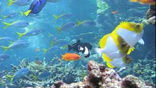 Philippine Coral Reef Dive  California Academy of Sciences [upl. by Kenay]