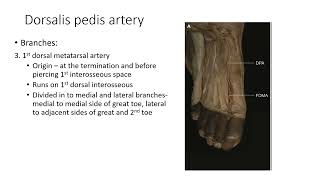 DORSALIS PEDIS ARTERY BY Prof V Subhadra Devi [upl. by Negris]