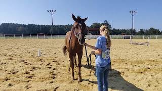 2023 show 4 carlie youth ranch showmanship [upl. by Hardy85]