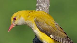 Madárhangok Sárgarigó Oriolus oriolusEurasian golden oriole [upl. by Bergquist]