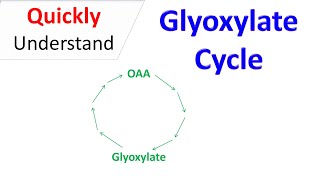 Glyoxylate cycle [upl. by Ellek]