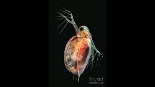 daphnia magna [upl. by Solracsiul]