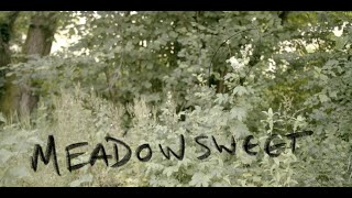 Hedgerow Medicine  Foraging for Meadow Sweet and making tea out of it [upl. by Terence76]