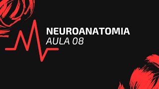 NEUROANATOMIA  AULA 08  BULBO  SUBSTÂNCIA CINZENTA [upl. by Etnahsa]