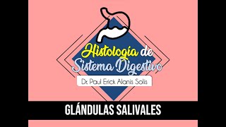 Histología de Sistema Digestivo 3  Glándulas salivales [upl. by Ateuqirne]