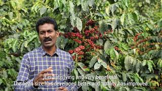 Testimonio Netafim  Dharmaraj  Cultivo de café India [upl. by Lenroc]