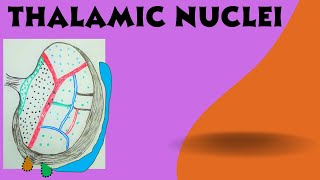 Thalamic Nuclei   Diencephalon Part 1b [upl. by Ateuqal]