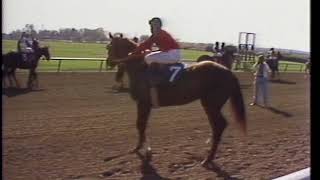 Alydar at Keeneland 1978 Blue Grass [upl. by Eigriv]