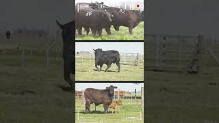 🔴 BRANGUS CATTLE Breed ✅ brangus bulls cows [upl. by Orthman]