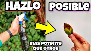 🍄 Todo HONGO desaparece de tus PLANTAS con este FUNGICIDA casero orgánico  Huerto urbano y hogar [upl. by Kirt]