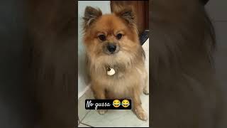 Gussa nhi karta hu mai 😂😂😂 Oreo de do bas 🤣🤣🤣trending shorts oreo funny viraltoday [upl. by Bastian]