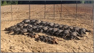 Wild Hog Trapping  9 3333 Feral Hog Capture  JAGER PRO™ [upl. by Ostler]