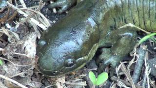 Gray Tiger Salamander Ambystomatidae Ambystoma tigrinium diaboli [upl. by Alcott]