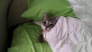 Cat Tucks Herself In to Bed [upl. by Ivan]