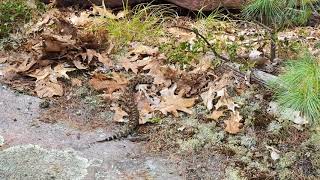 Massasauga Rattlesnake at Georgian Bay Ontario Canada [upl. by Mareah34]