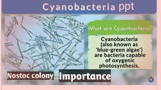 Cyanobacteria ppt  salient features and biological importance of cyanobacteria neet 2023 pyq neet [upl. by Rodoeht]