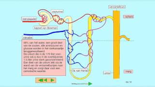 5V Niereenheid [upl. by Gunn927]