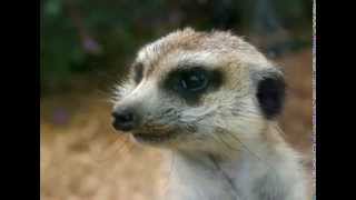 Meerkat Facts  Facts About Meerkats [upl. by Akcira723]