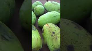 Asimina triloba the American papaw or pawpaw fruit agriculture fruit farming delicious shots [upl. by Swehttam527]