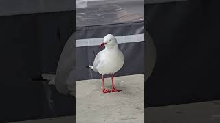 The Australian Seagull Sydney Australia [upl. by Howarth]