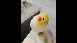 Cuteness Overload 🥰 Cutepets cockatiel cockatielscraze [upl. by Canon]