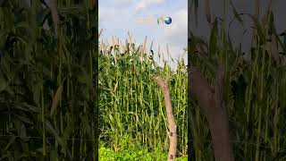 Bajri 🌾🧡🌏 shortvideo rajsthan villagelife kisan subscribe song [upl. by Yerrot]