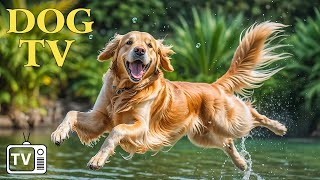 DOG TV Deeply Relaxing Videos with Calming Music for Dogs  Solutions to Help Dogs Relax Home Alone [upl. by Ahsiem]