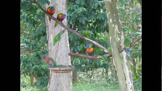 Rainbow and Scaly breasted Lorikeets playing in water [upl. by Ayote]