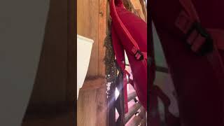 Lizards spotted hiding behind bag in Ozamiz City [upl. by Nyraf]