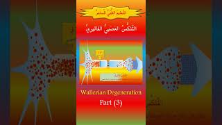 التَّنكُّسُ العصبيُّ الفاليريُّ ٣ الفيزيولوجيا المرضيَّةُ [upl. by Namdor]