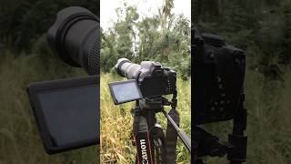 Canon 700d 75300mm lens Bird captures nature photography birdphotography wildlifephotography [upl. by Asilat258]