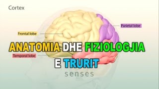 ANATOMIA DHE FIZIOLOGJIA E TRURIT  3D [upl. by Arrimat900]