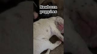 Newborn Puppies puppies pets dog [upl. by Assyli]