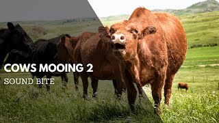 Cows Mooing 2 Sound Effect  Animal Audio Clips amp Sound Bites  Clean Sound Clips [upl. by Greenberg]